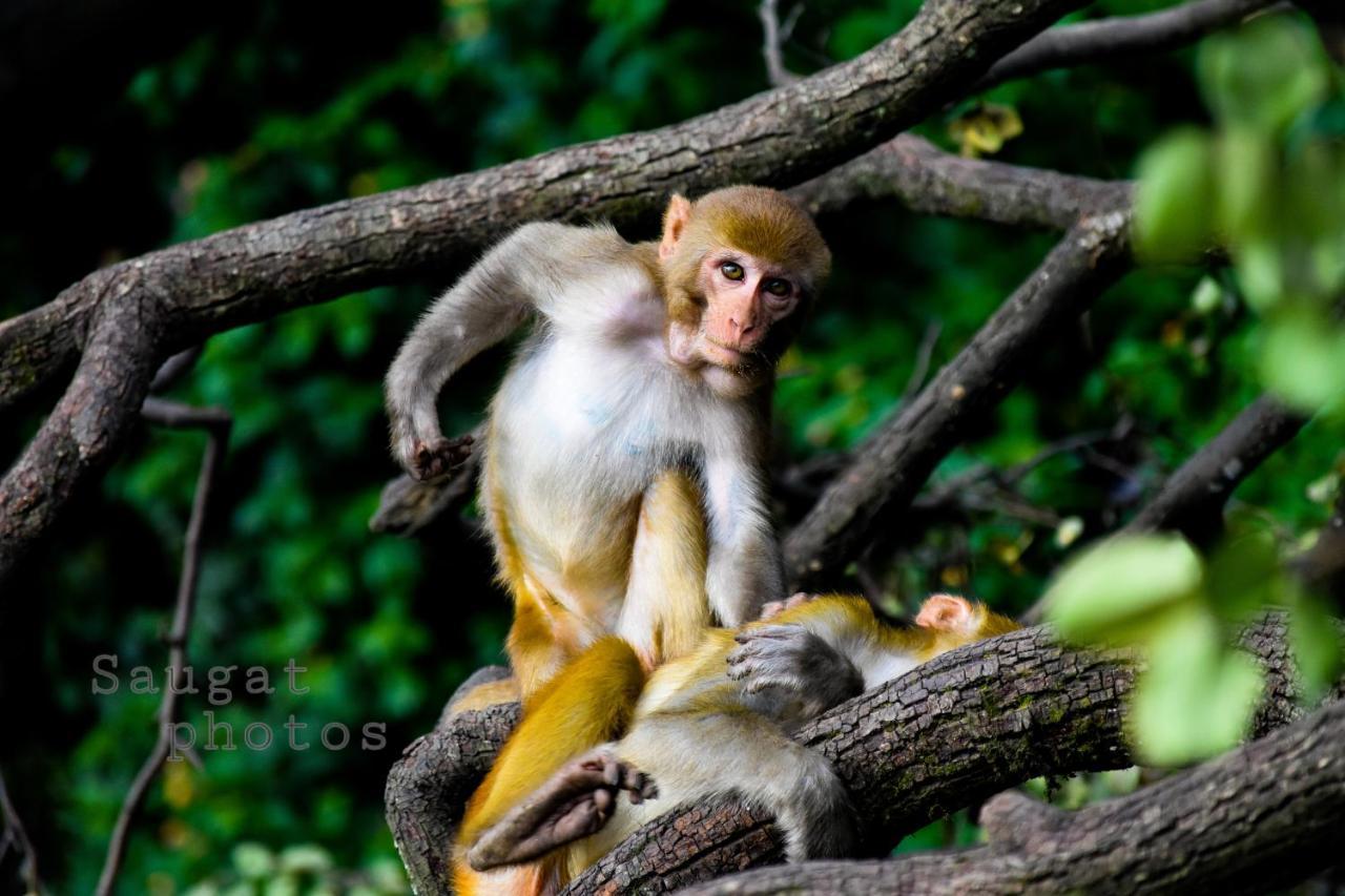 Bardia Wildlife Resort Bardiya 外观 照片