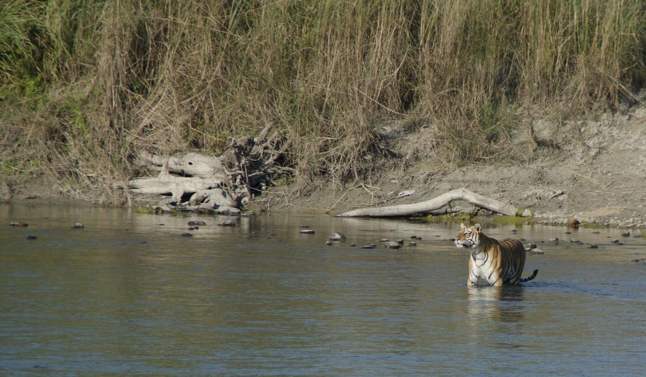 Bardia Wildlife Resort Bardiya 外观 照片