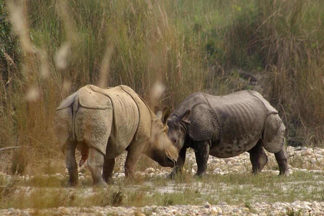 Bardia Wildlife Resort Bardiya 外观 照片