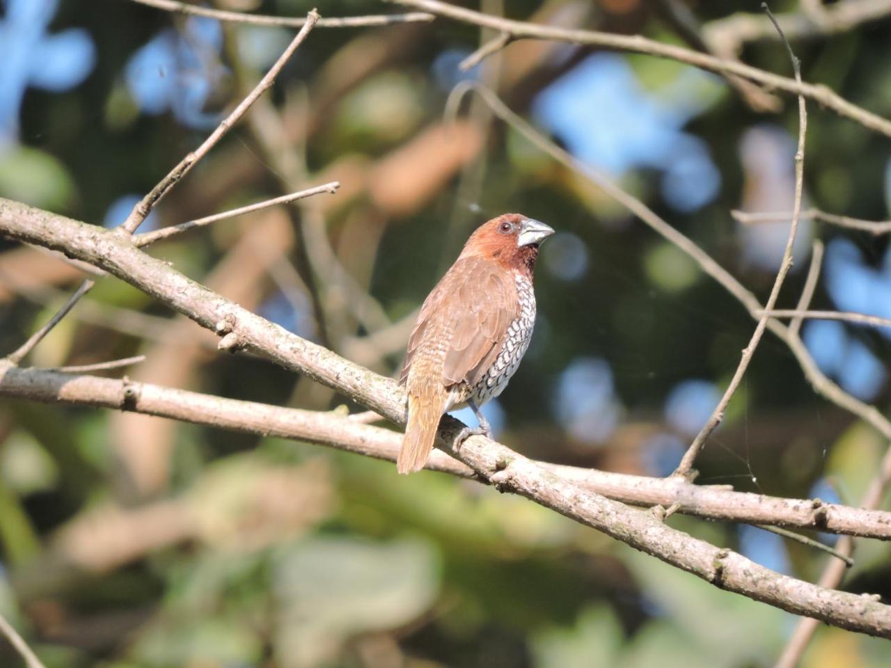 Bardia Wildlife Resort Bardiya 外观 照片