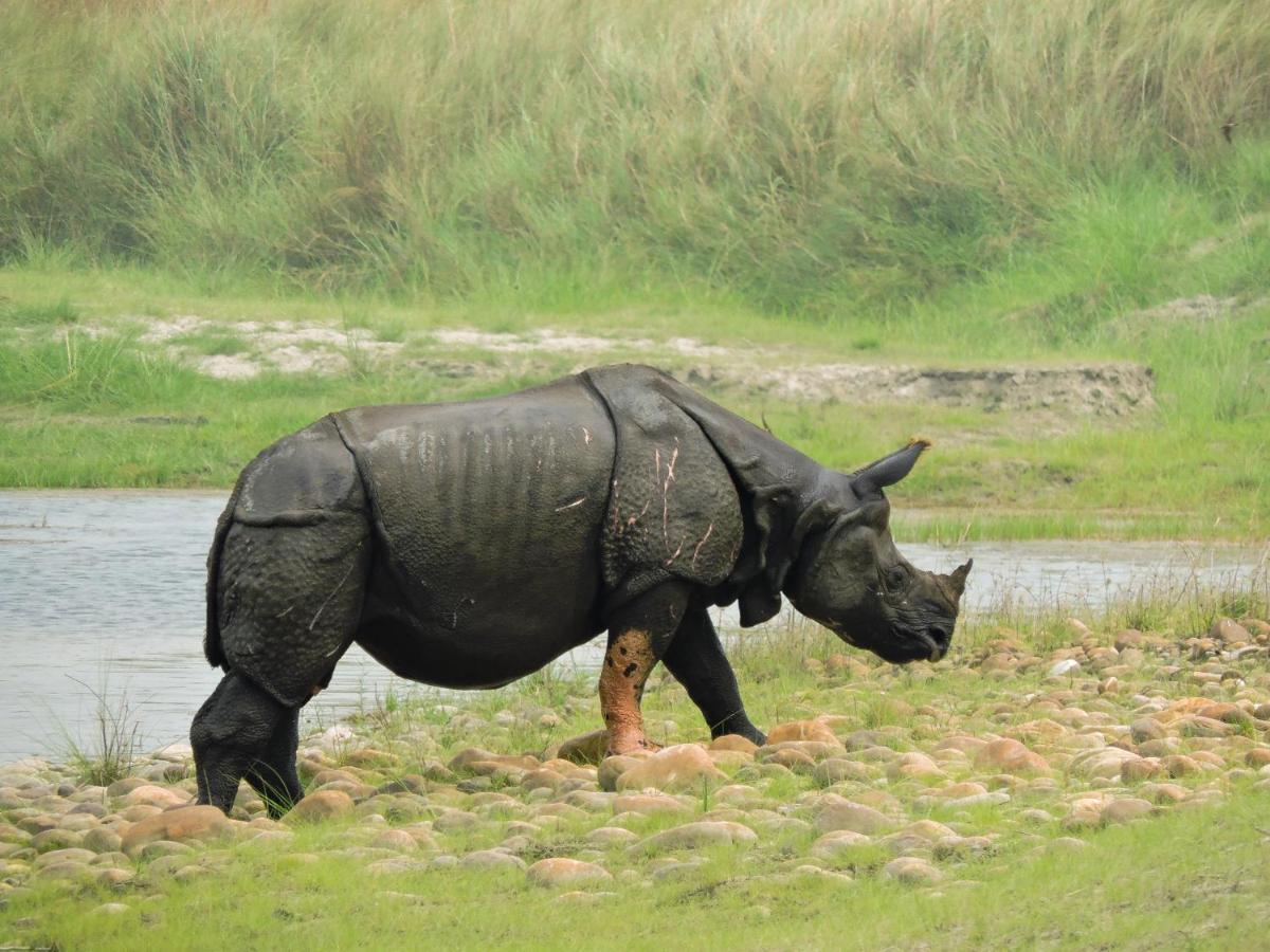 Bardia Wildlife Resort Bardiya 外观 照片